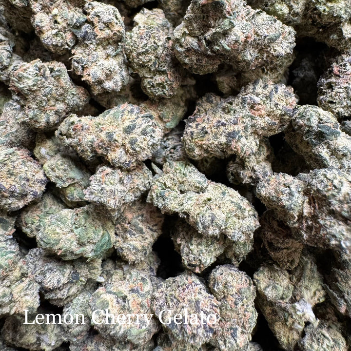 Indoor Lemon Cherry Gelato - Exotics