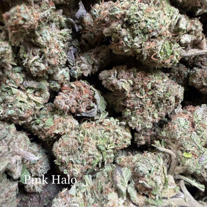 Indoor Pink Halo Exotics