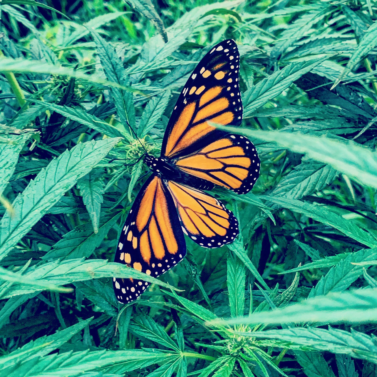 CBD Hemp Flower