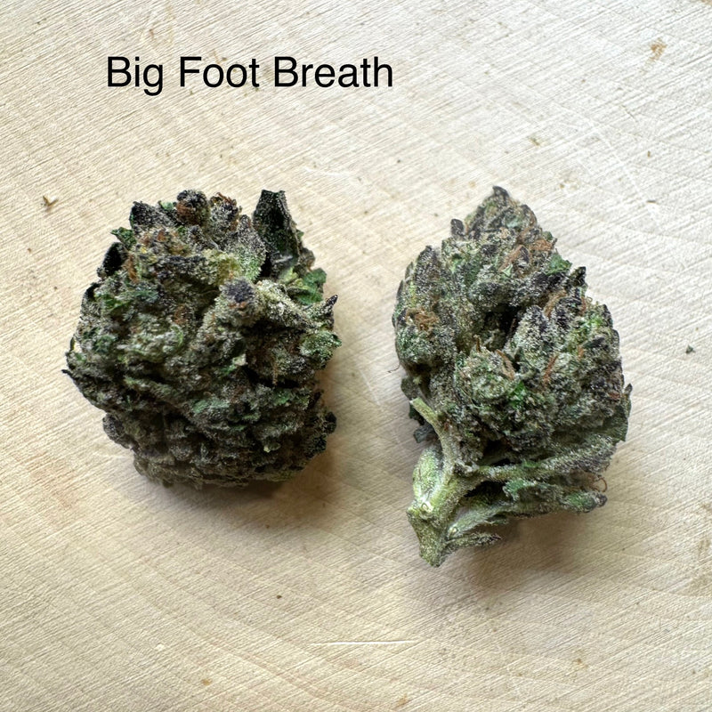 Indoor Big Foot Breath