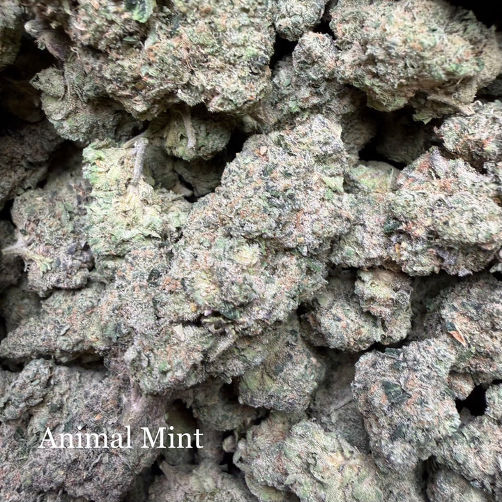 Indoor Animal Mint - Exotics