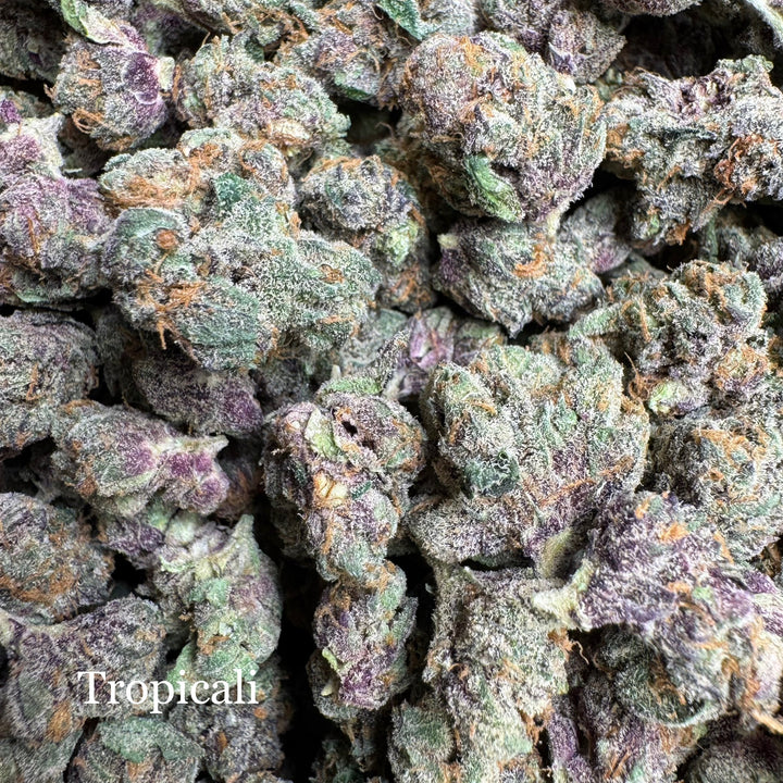 Indoor Tropicali - Exotics
