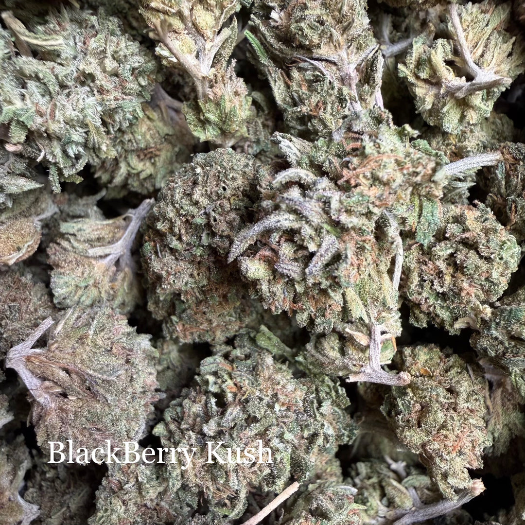 Blackberry Kush
