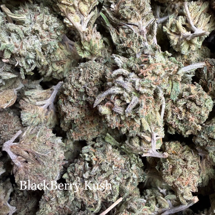 Blackberry Kush