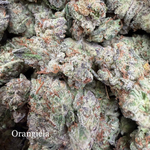 Indoor Orangiela - Super Exotics