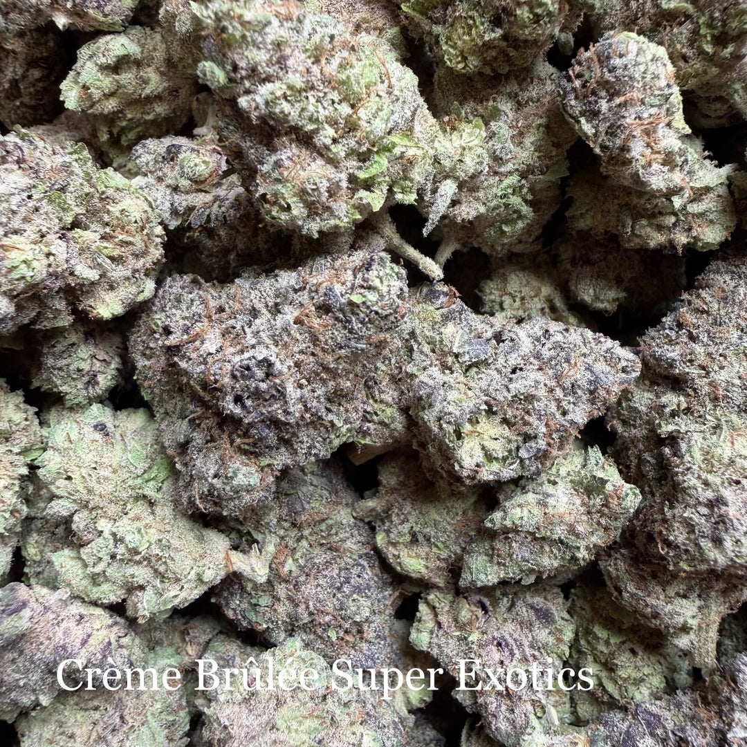Indoor Creme Brulee - Super Exotics
