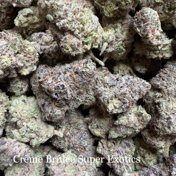 Indoor Creme Brulee - Super Exotics