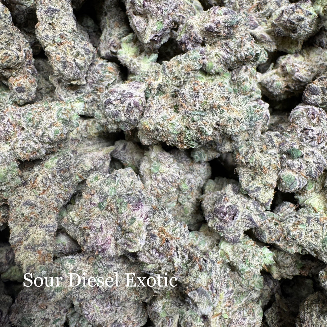 Indoor Sour Diesel - Exotic