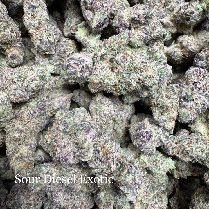 Indoor Sour Diesel - Exotic