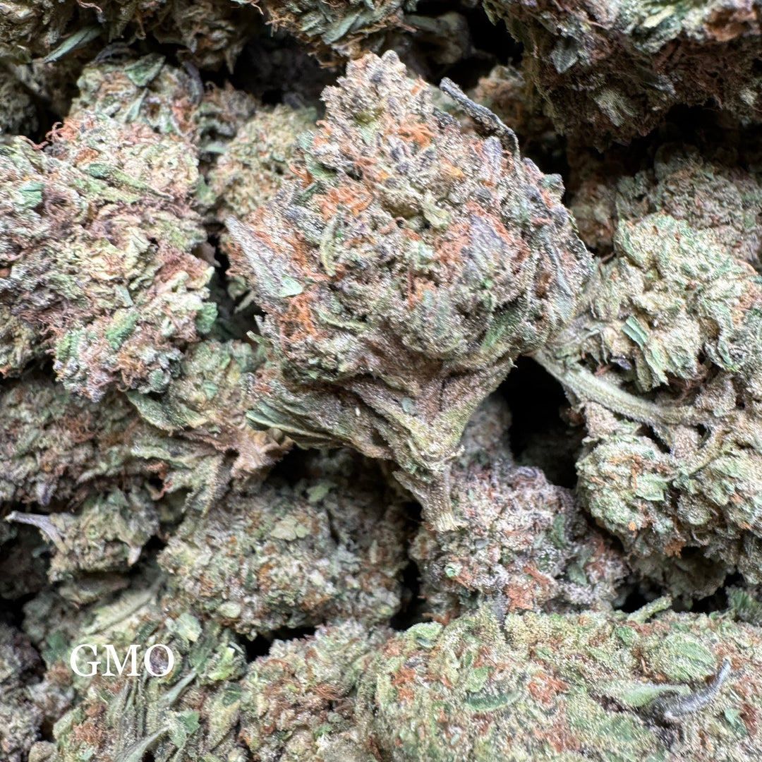 Indoor GMO 2