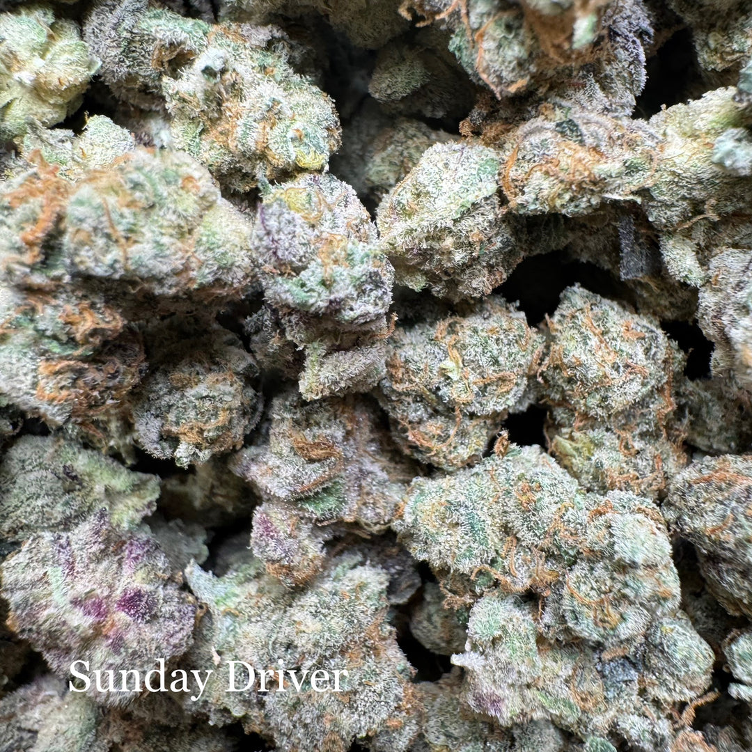 Indoor Sunday Driver - Exotics