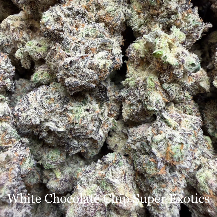Indoor White Chocolate Chip - Super Exotics