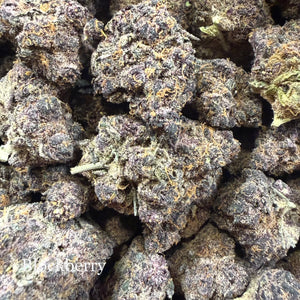 Indoor Blockberry - Super Exotics