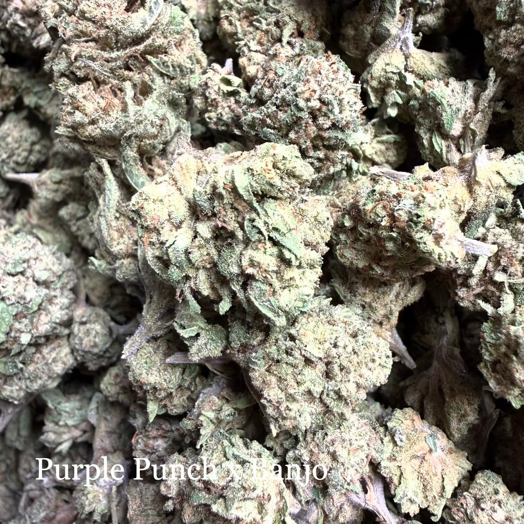 Purple Punch x Banjo