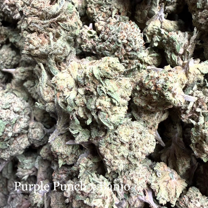 Purple Punch x Banjo