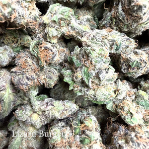 Indoor Lizard Burger - Super Exotics