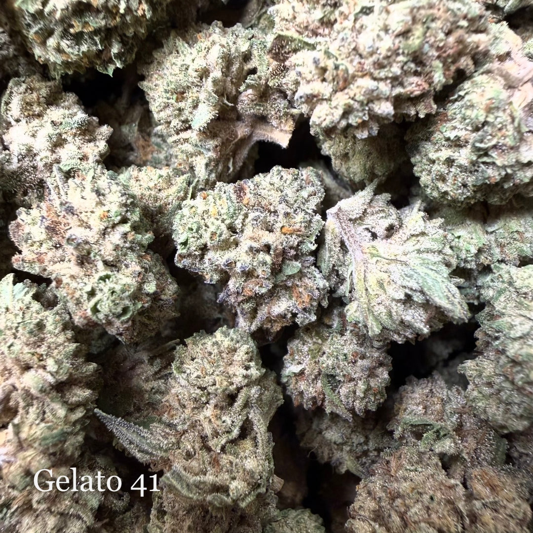 Gelato 41