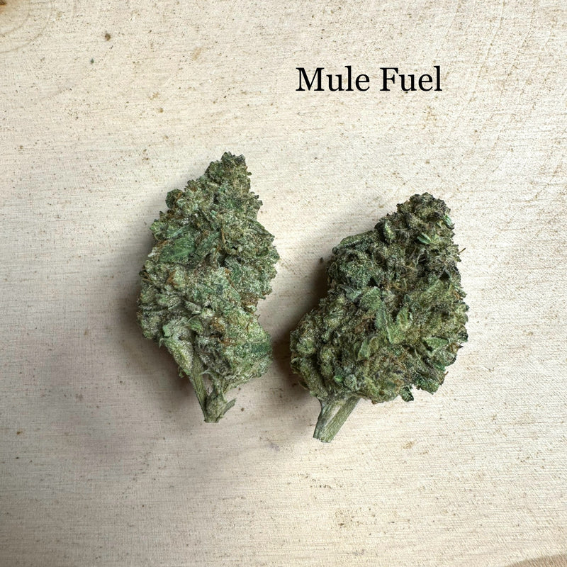 Mule Fuel