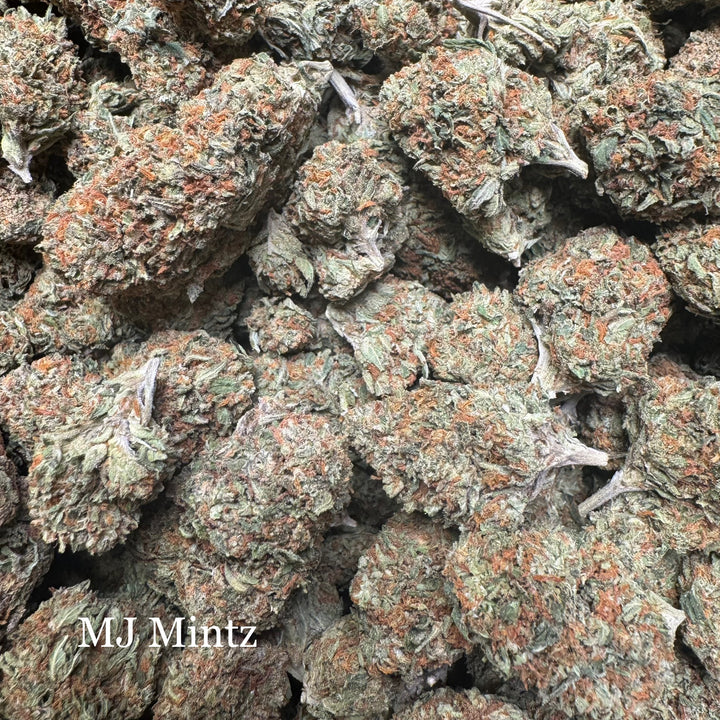 Indoor MJ Mintz