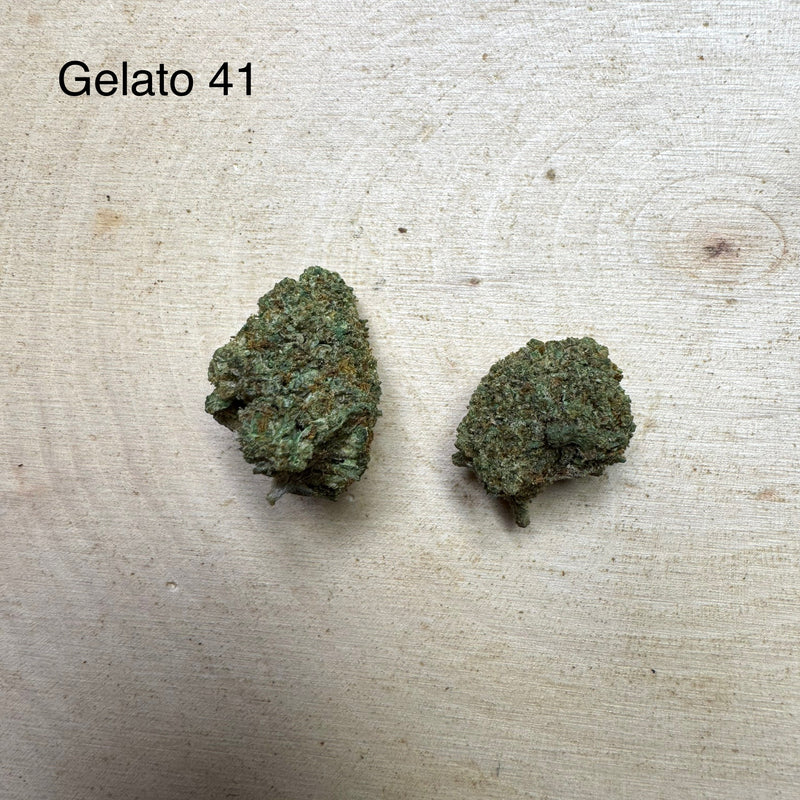 Gelato 41