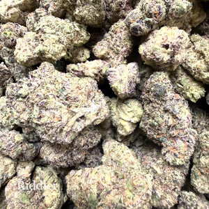 Indoor Riddler - Super Exotics