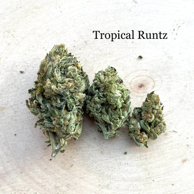 Indoor Tropical Runtz