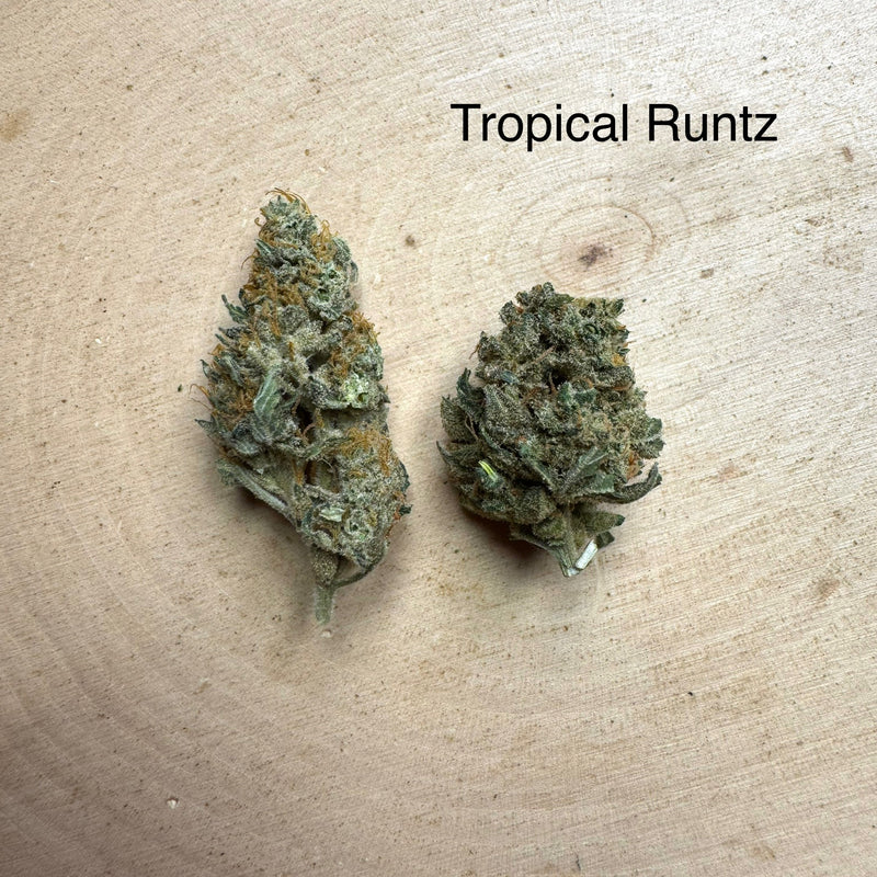 Indoor Tropical Runtz