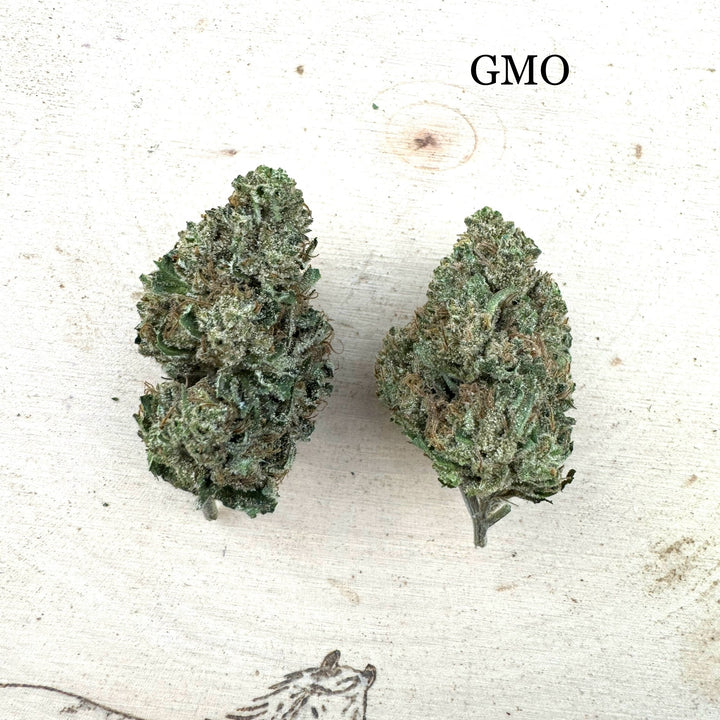 GMO
