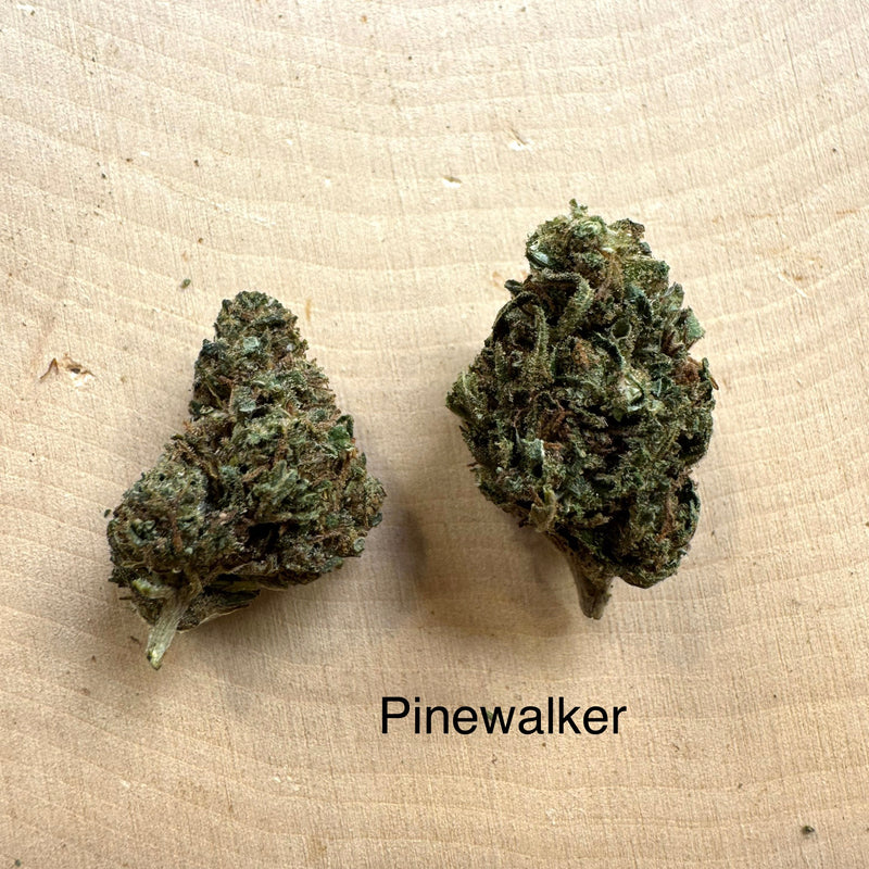 Pinewalker CBDv