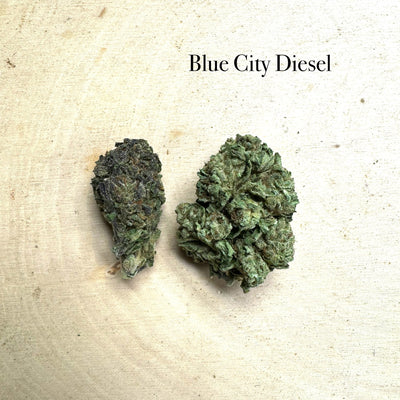 Indoor Blue City Diesel