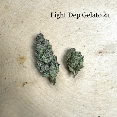 Light Dep Gelato 41