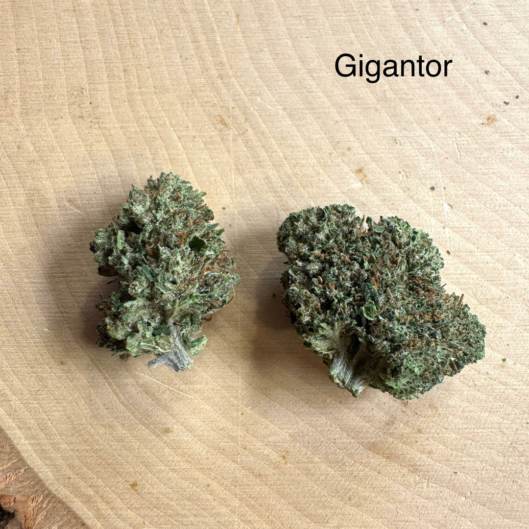 Gigantor THCv