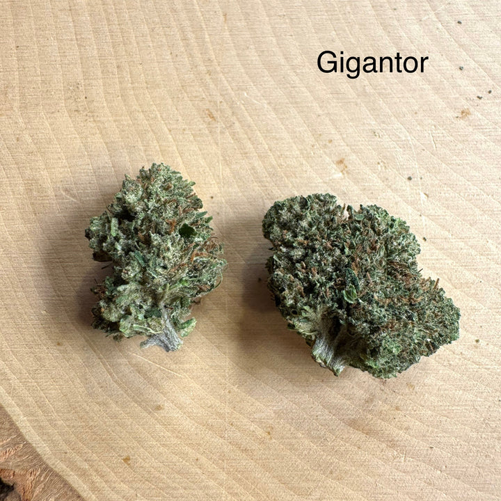 Gigantor THCv