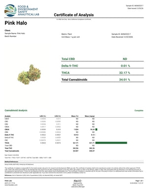 Indoor Pink Halo Exotics