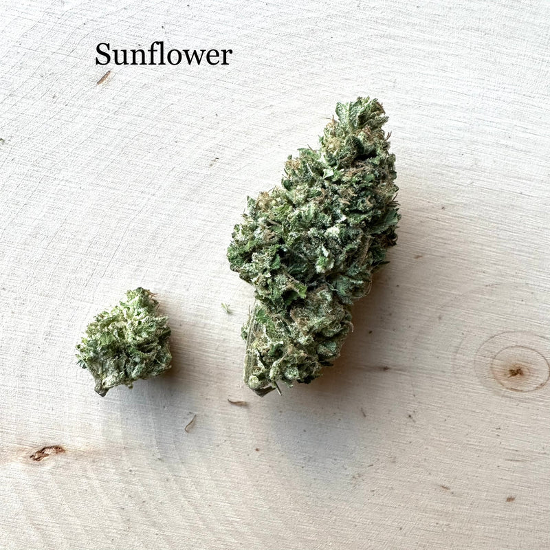 Sunflower - Greenhouse
