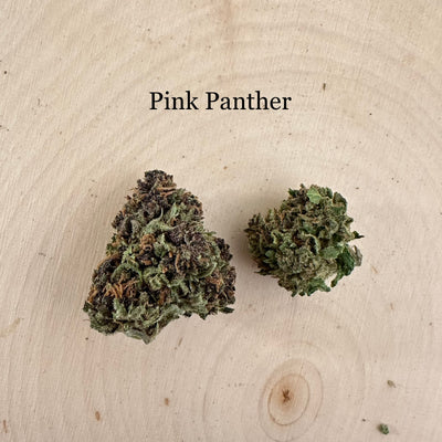 Pink Panther - Outdoor