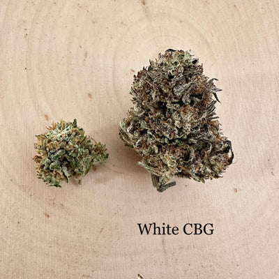 White CBG - Outdoor