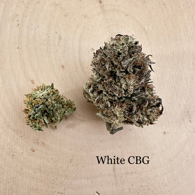 White CBG - Outdoor
