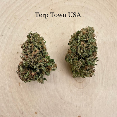 Terp Town USA - Outdoor