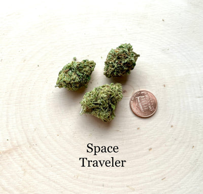 Space Traveler - Greenhouse
