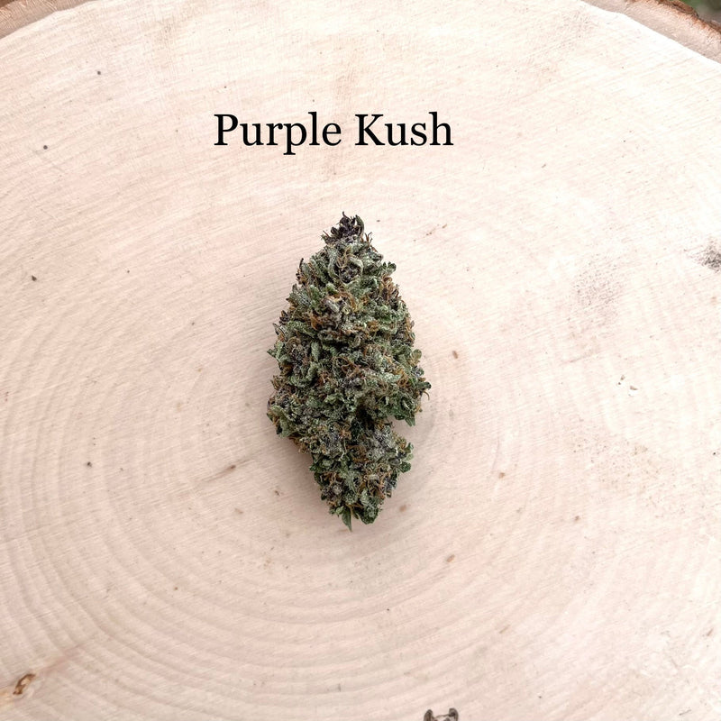 Purple Kush - Greenhouse