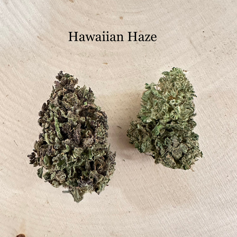 Hawaiian Haze - Outdoor