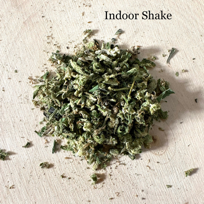 Indoor Shake