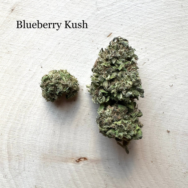 Blueberry Kush - Greenhouse
